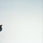 Men's DHCM Twisting Wrenches Hoodie - 